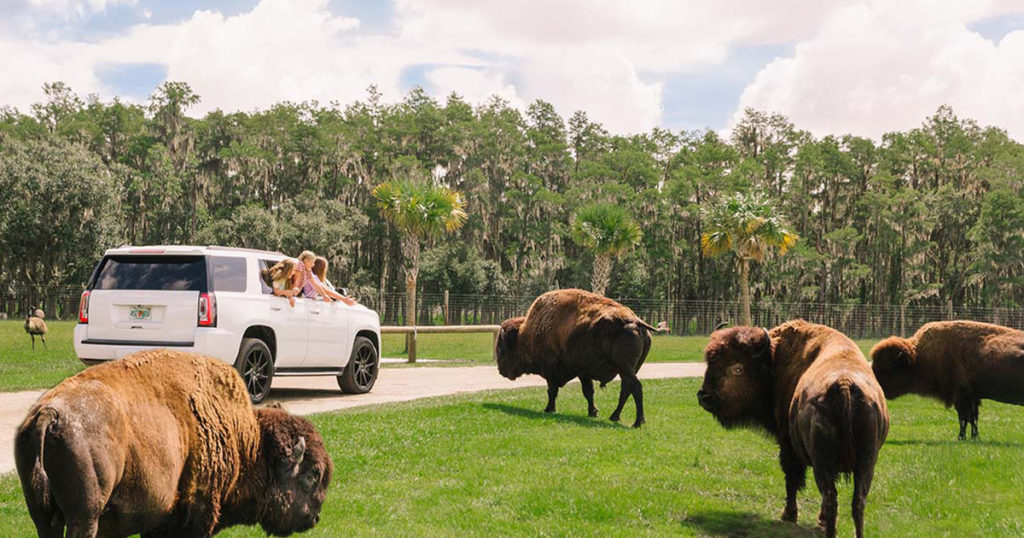 Wild Florida Drive-thru Safari Park | Animal Park | Orlando, FL