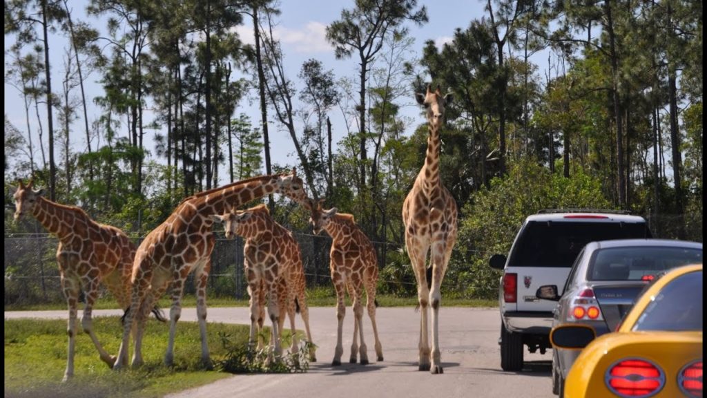 6 Drive-Through Zoos and Safaris in Florida | VISIT FOLKTIMEZ