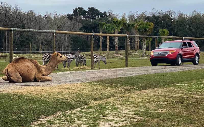 Wild Florida's New Drive Thru Safari Park at Kenansville Florida