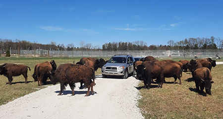 Site 57 Safari, Drive-Thru Safari, Cedar Springs, MI