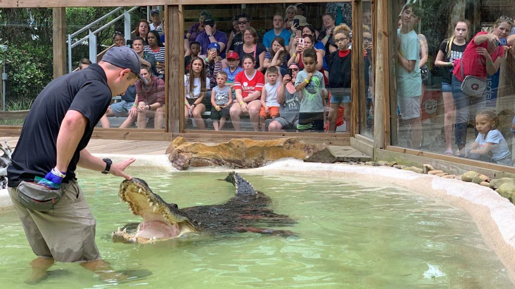 Sixth Annual Gator Week Celebration Returns to Wild Florida